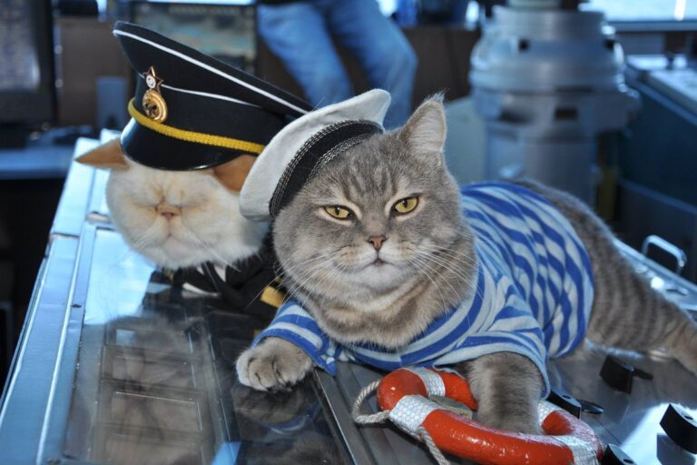 HISTORY: Cats in the Navy